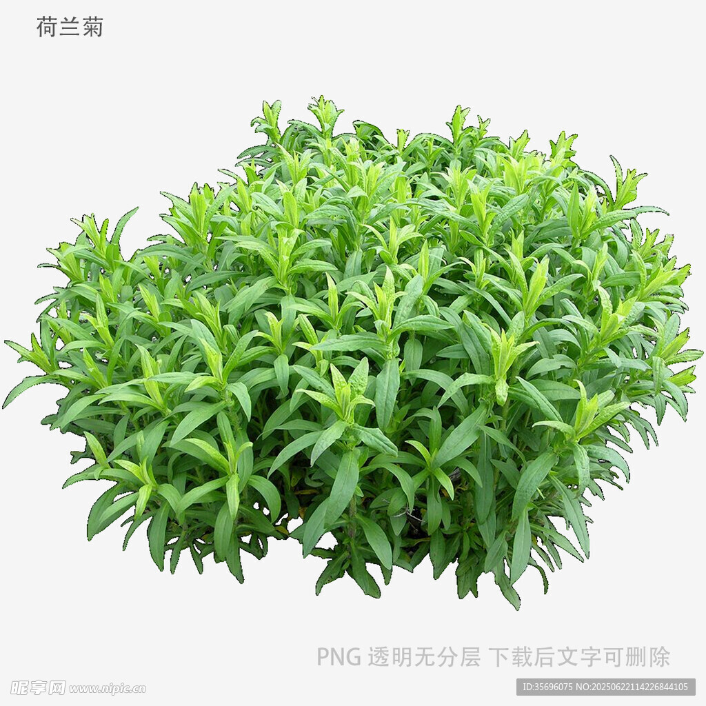 翠綠茂盛的叢生植物