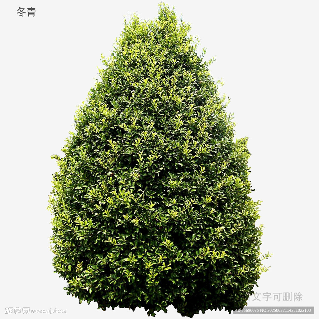 錐形綠植