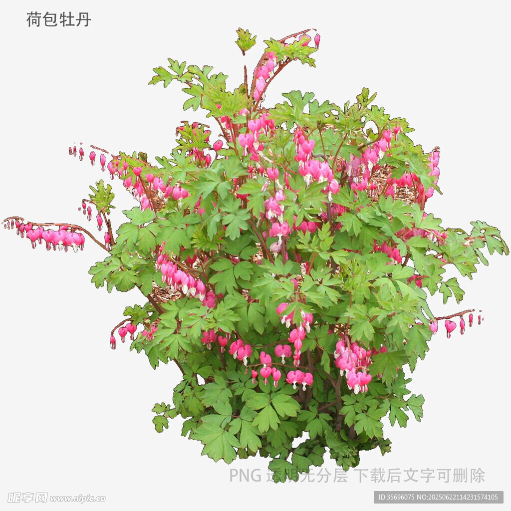 植物