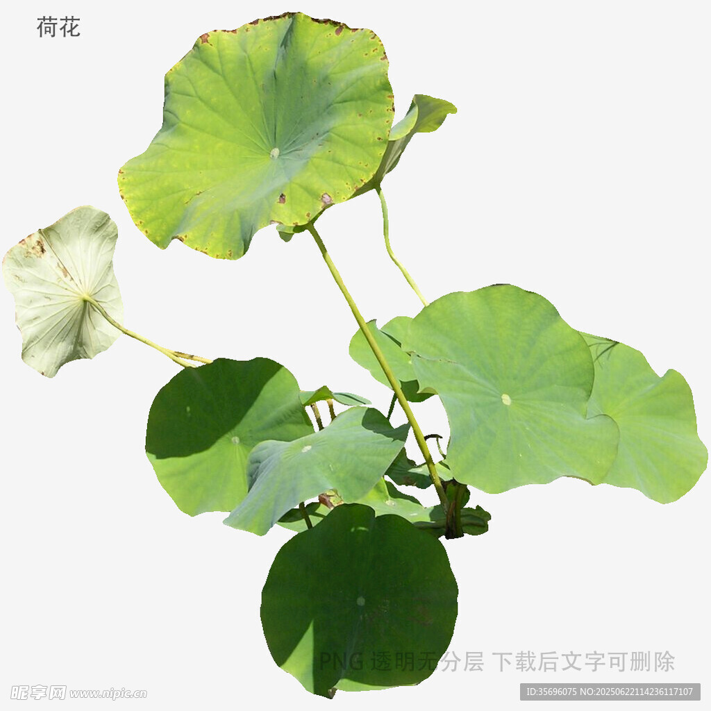 清新荷葉植物特寫