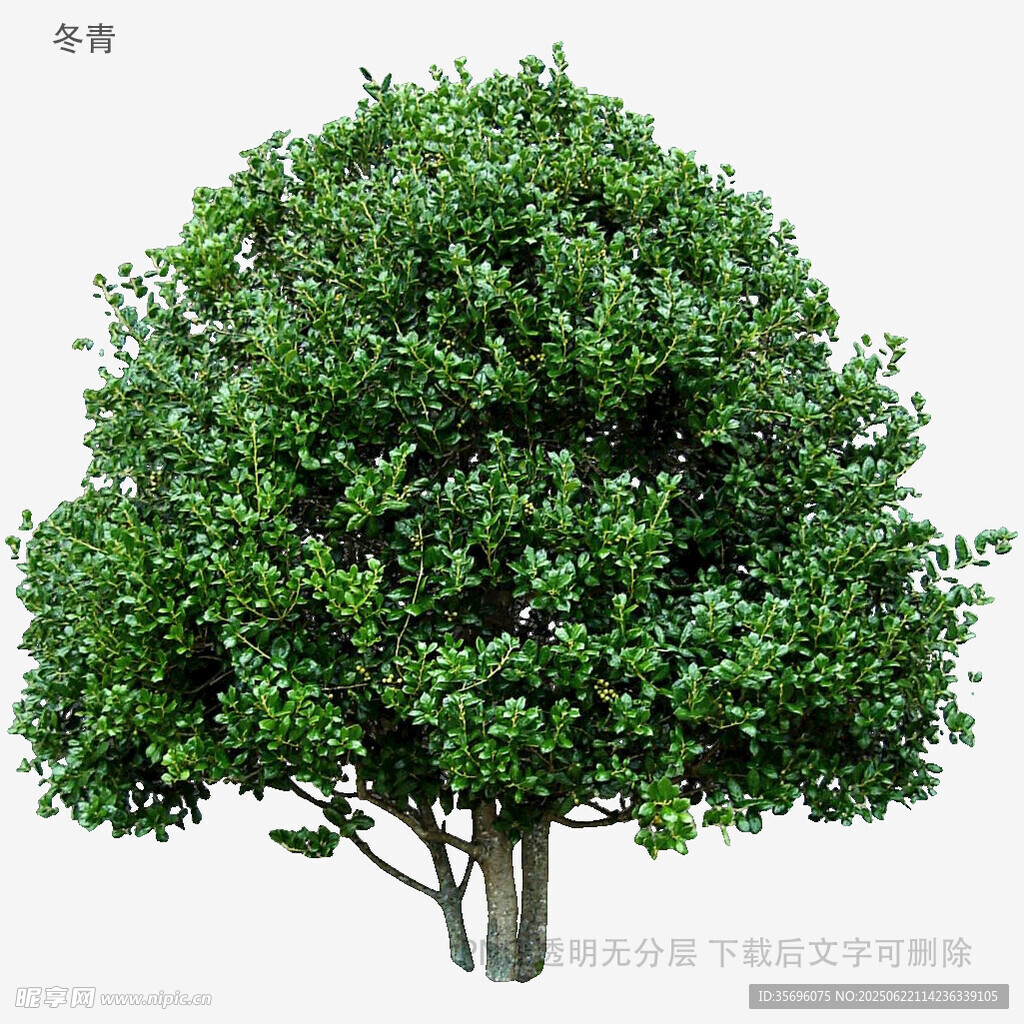植物