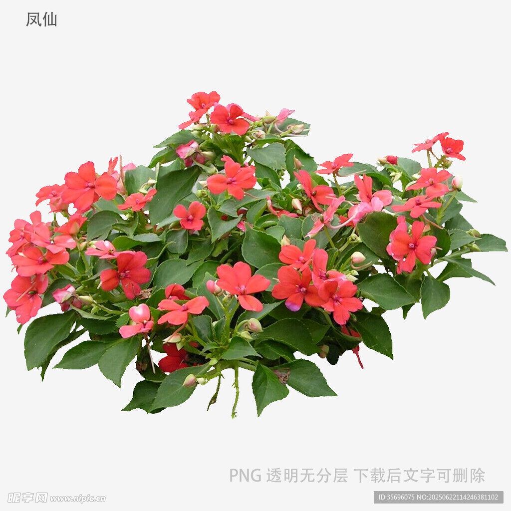 鮮艷紅花朵植物特寫