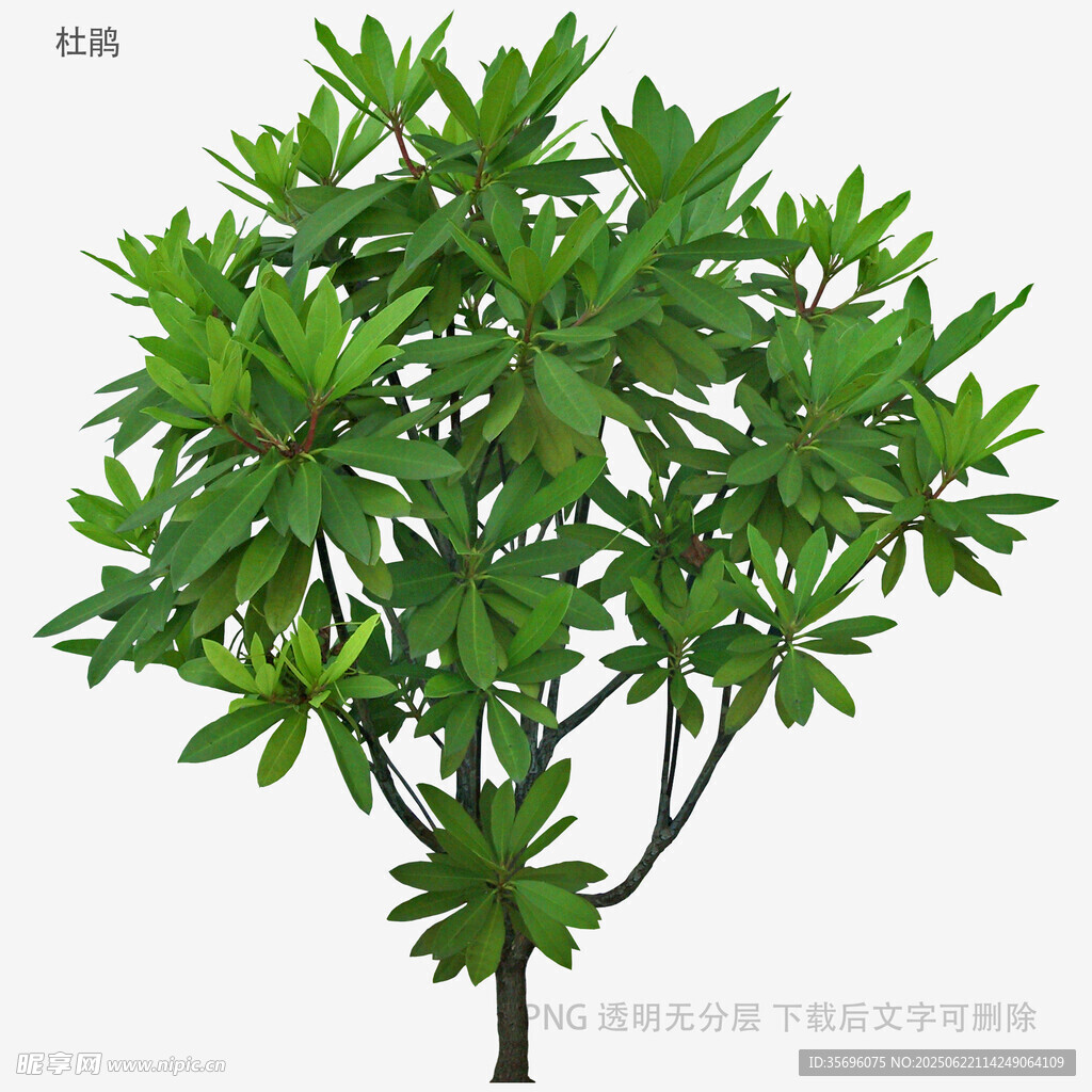 綠葉繁茂的觀賞植物