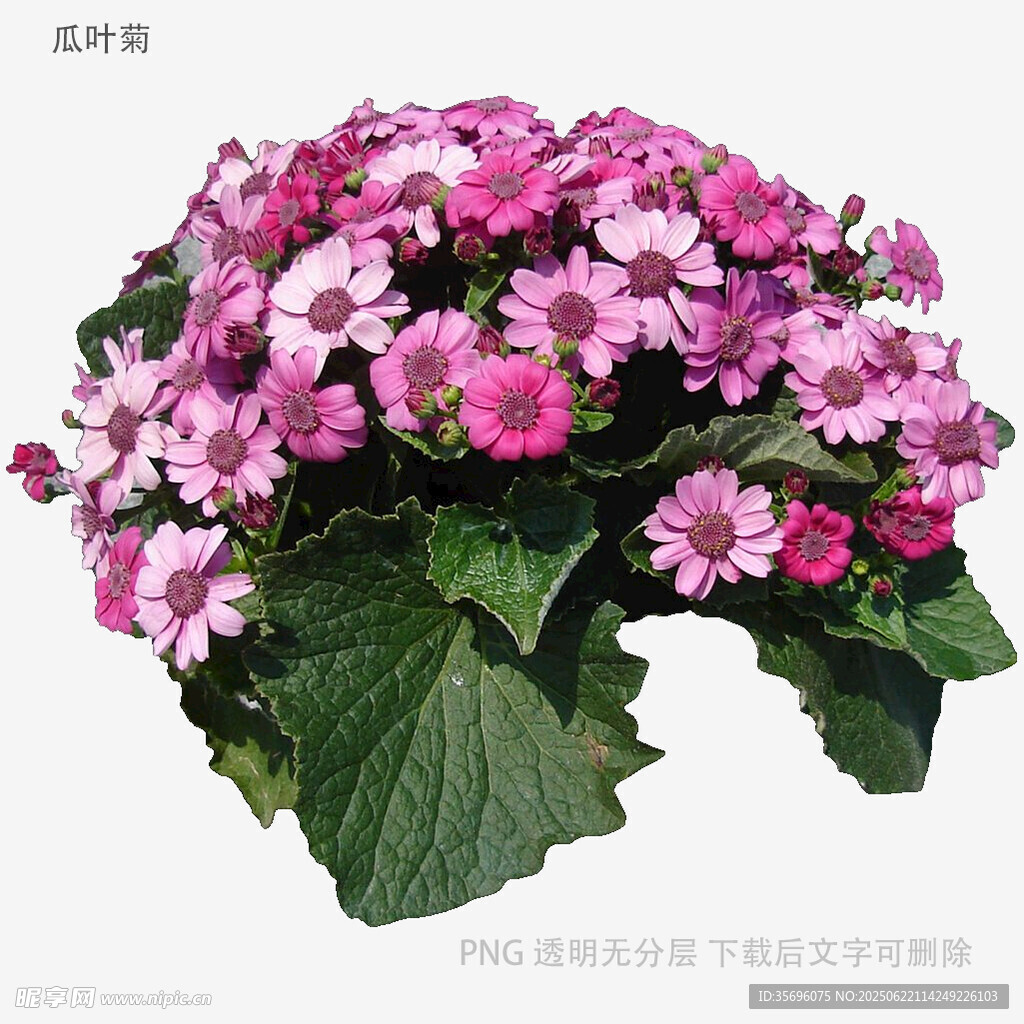 粉色繡球花綻放