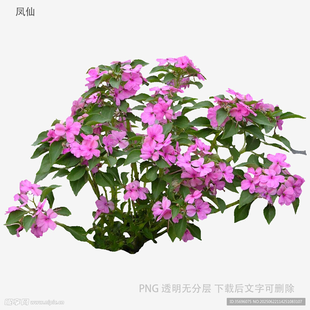 盛開的粉色三角梅