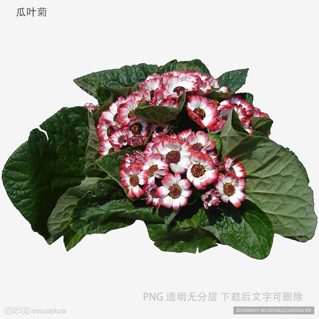 多彩瓜葉菊綻放綠葉間