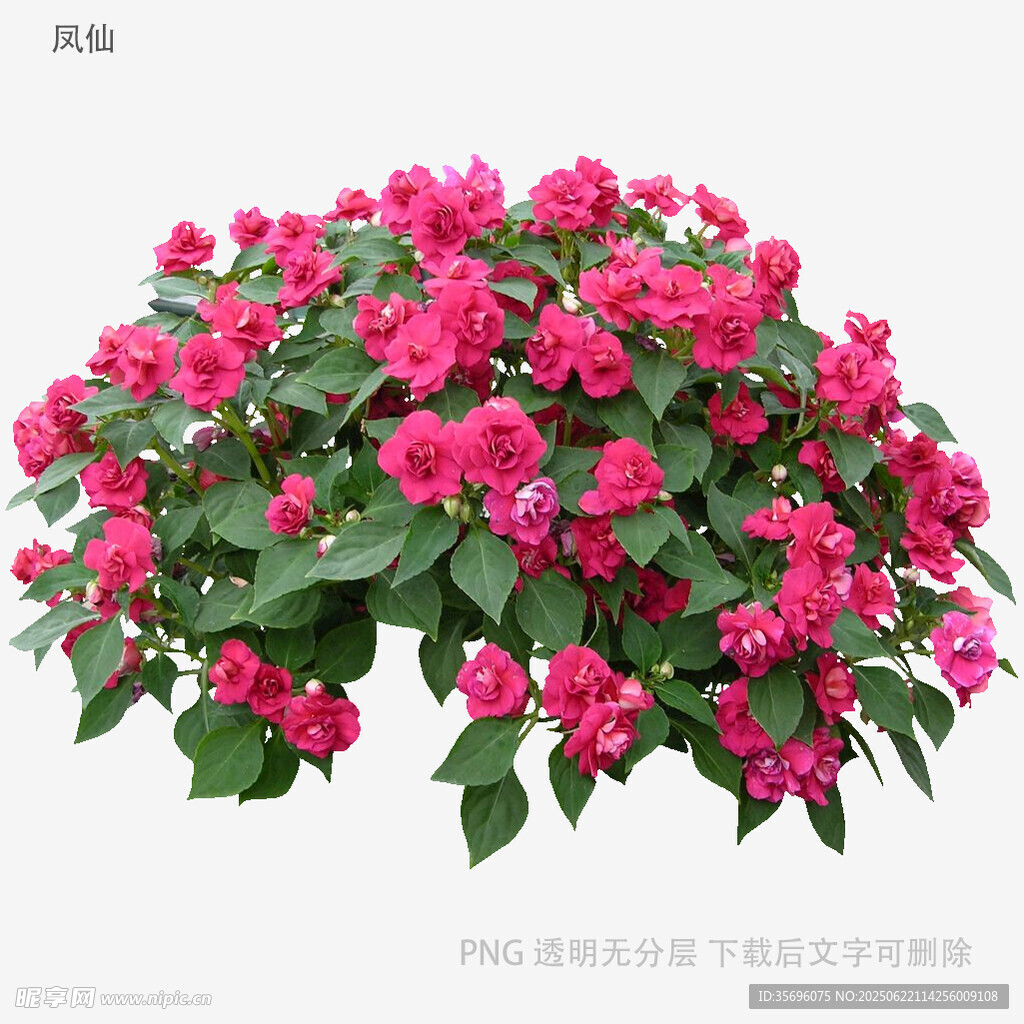盛開的艷麗三角梅