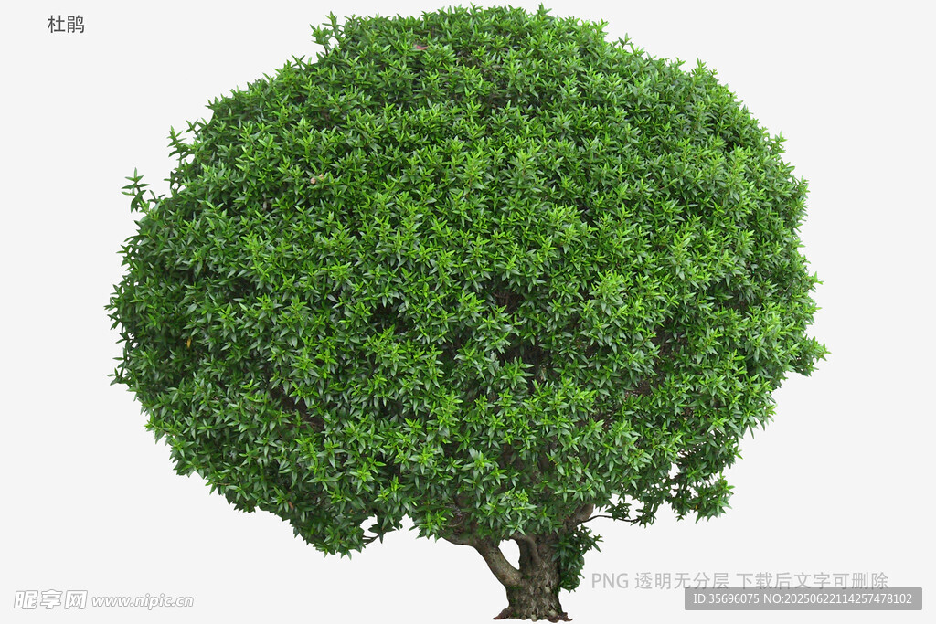 球形綠植特寫