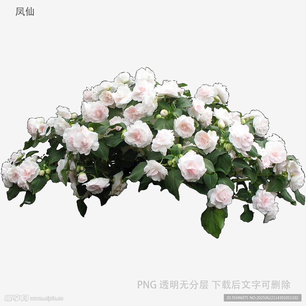 白色花卉植物裝飾素材