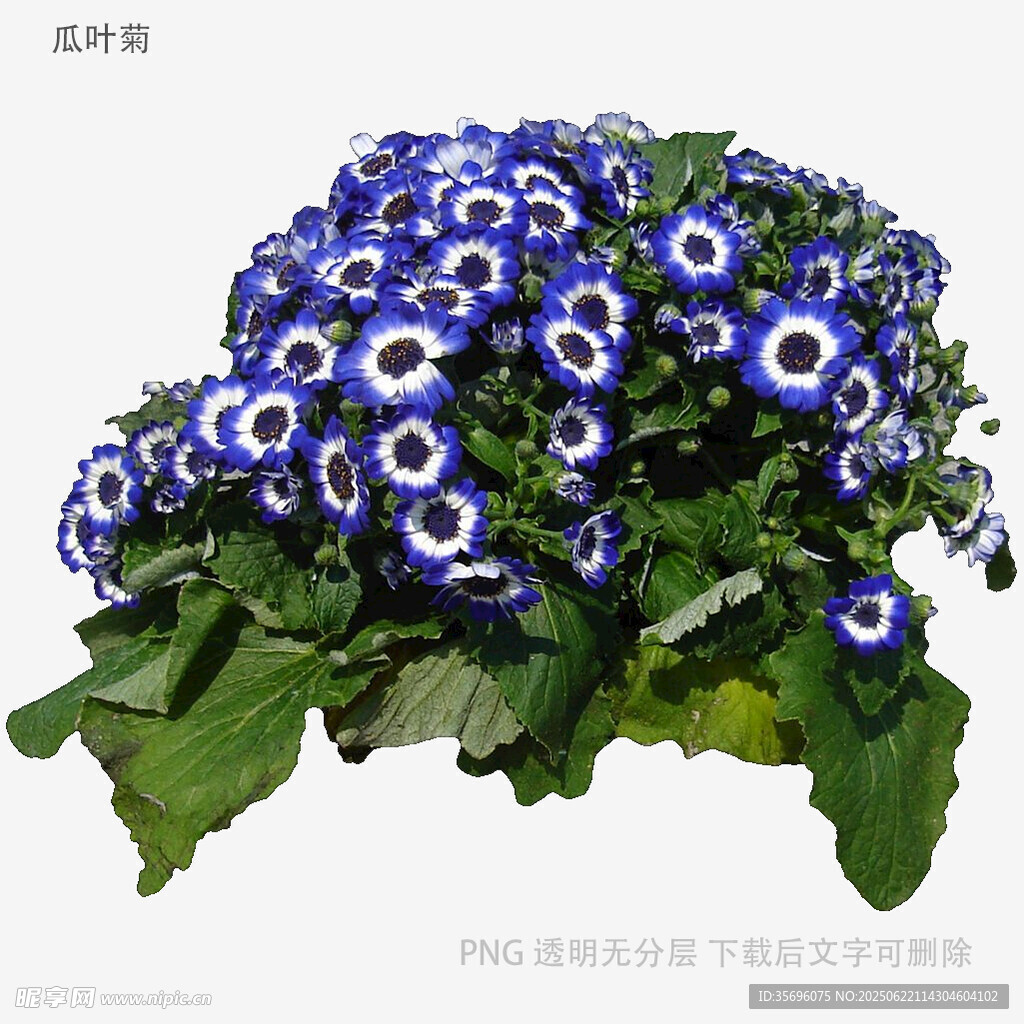 藍(lán)白瓜葉菊綻放