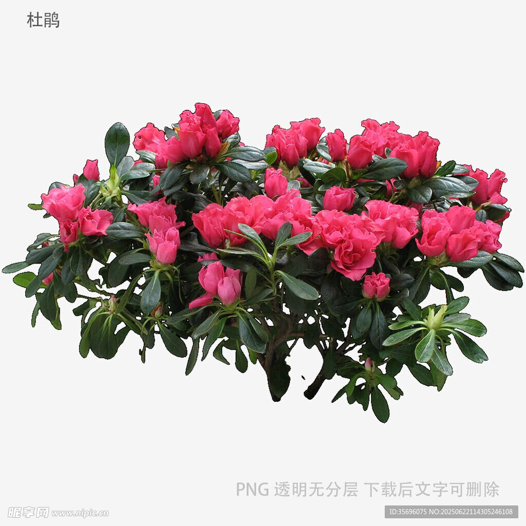 鮮艷盛開的粉紅色杜鵑花