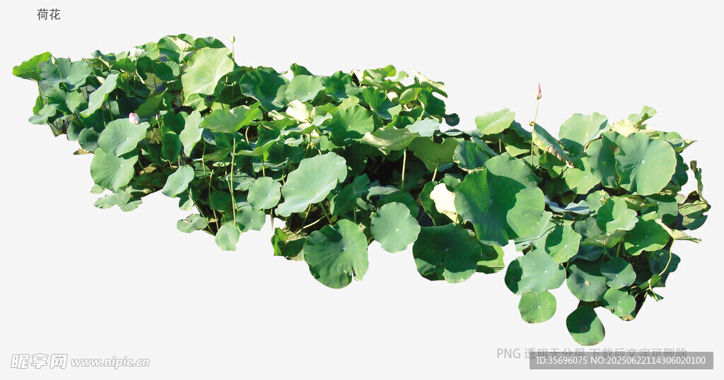 翠綠圓潤(rùn)的多肉植物
