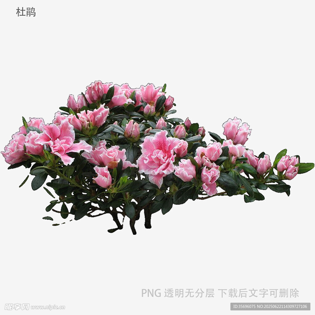 粉色嬌艷杜鵑花綻放