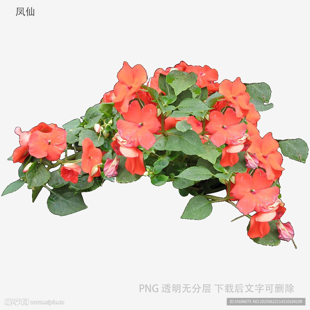 鮮艷綻放的紅色花卉