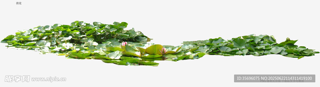 綠色藤蔓植物