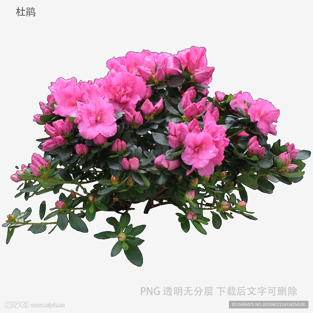 盛開的粉色杜鵑花