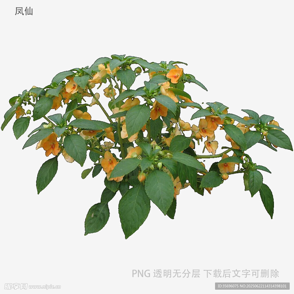 橙色果實(shí)綠植
