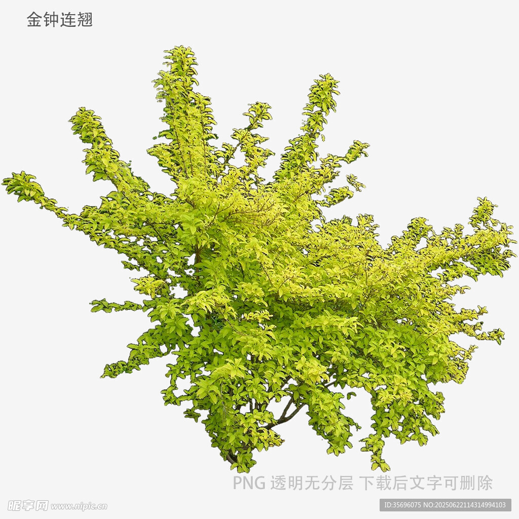 翠綠繁茂的單株樹(shù)木