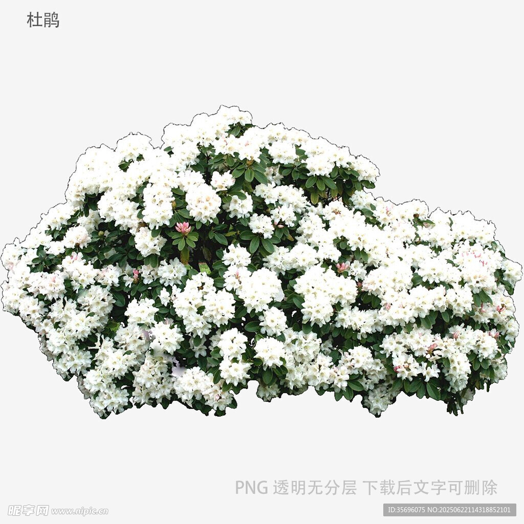 白色菊花簇