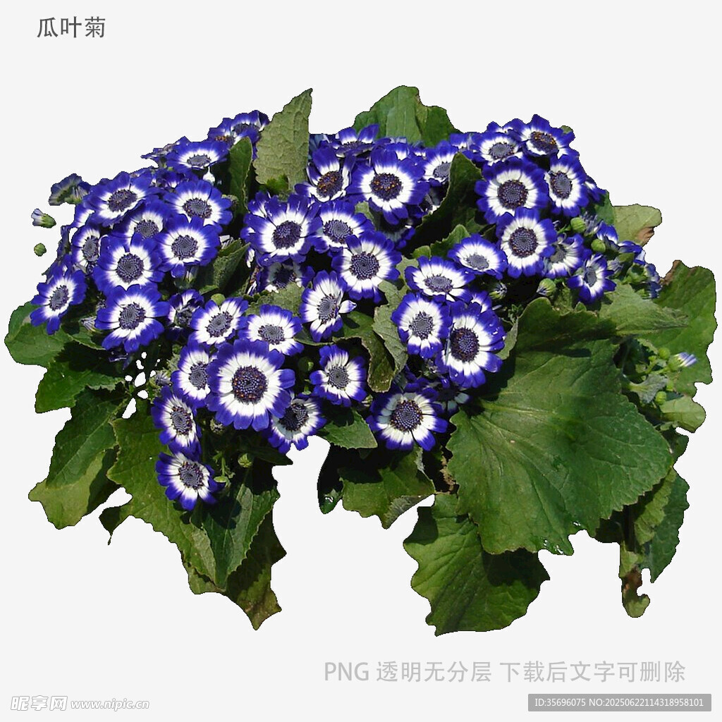 藍白相間瓜葉菊綻放