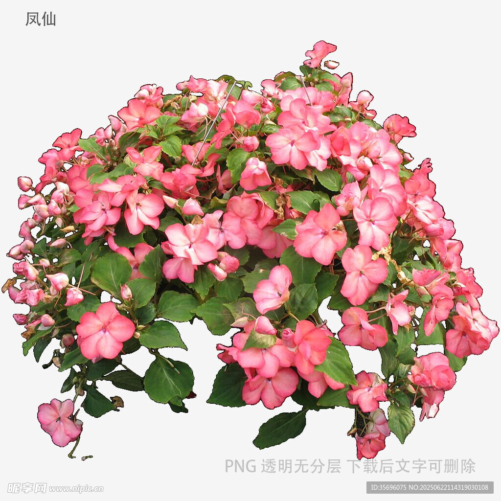 粉色繁花盆栽