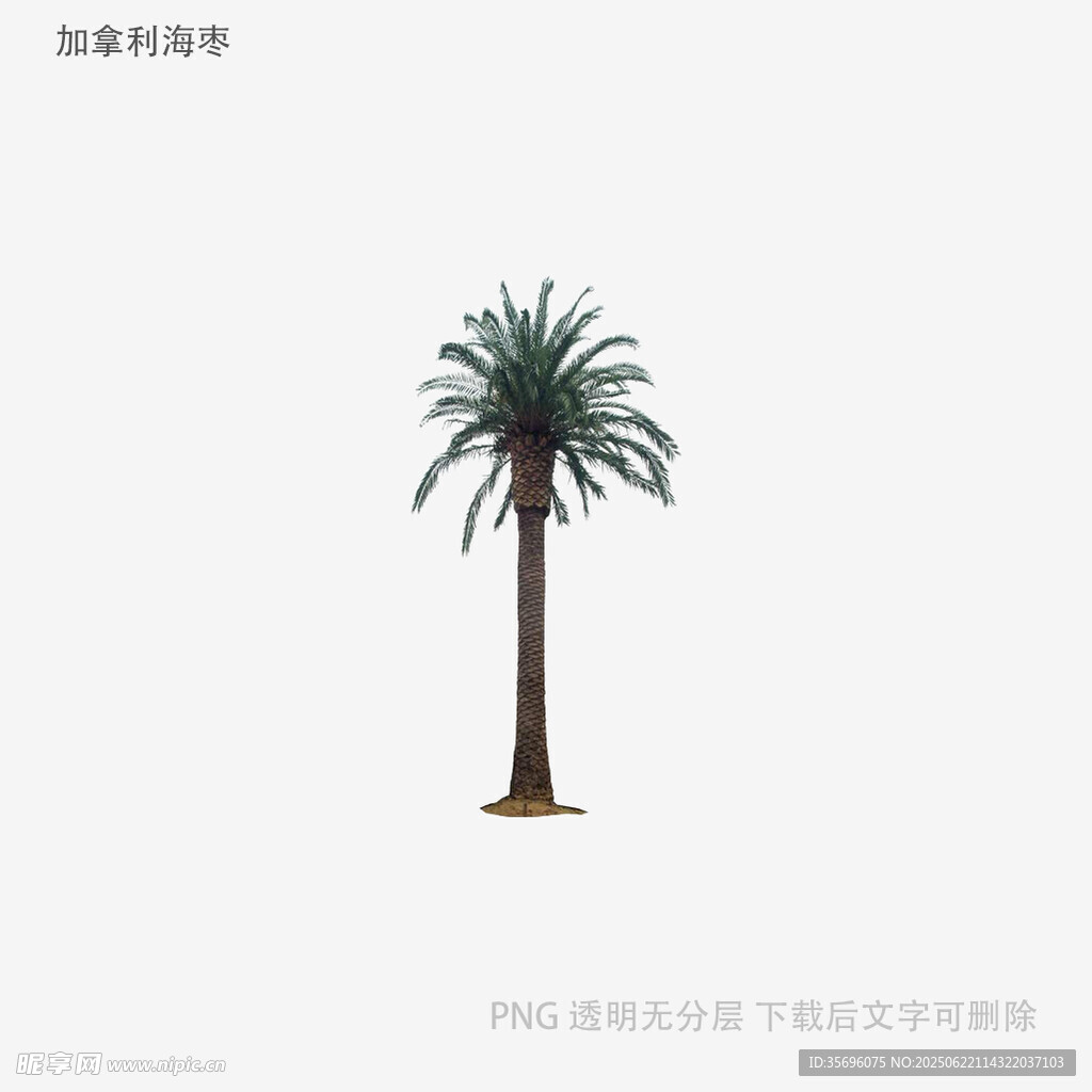 單棵棕櫚樹模型展示