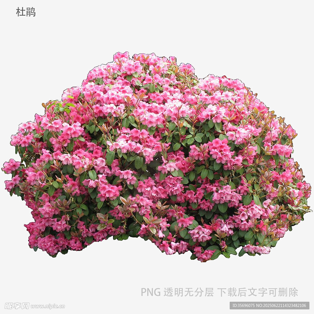 粉色繁茂花叢