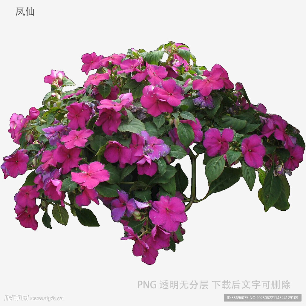 艷麗紫花植物特寫