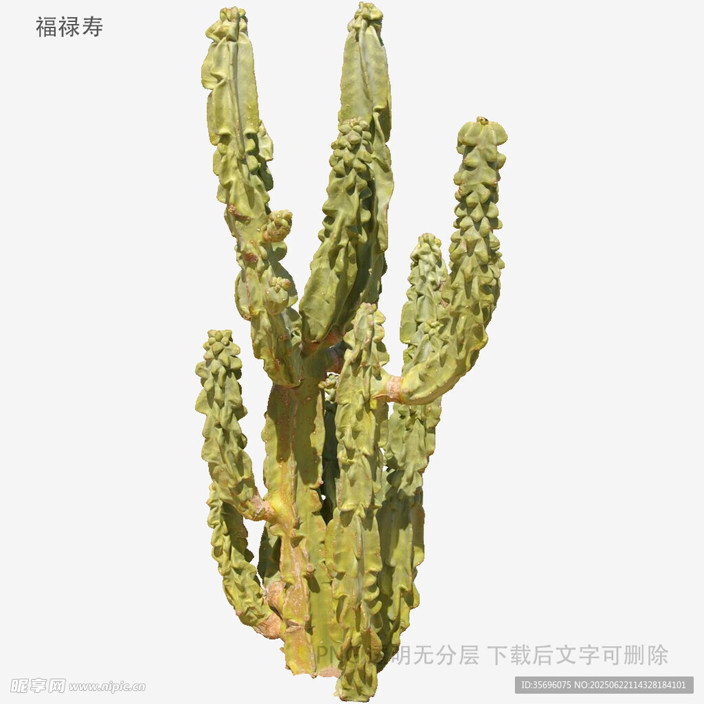 高大仙人掌特寫