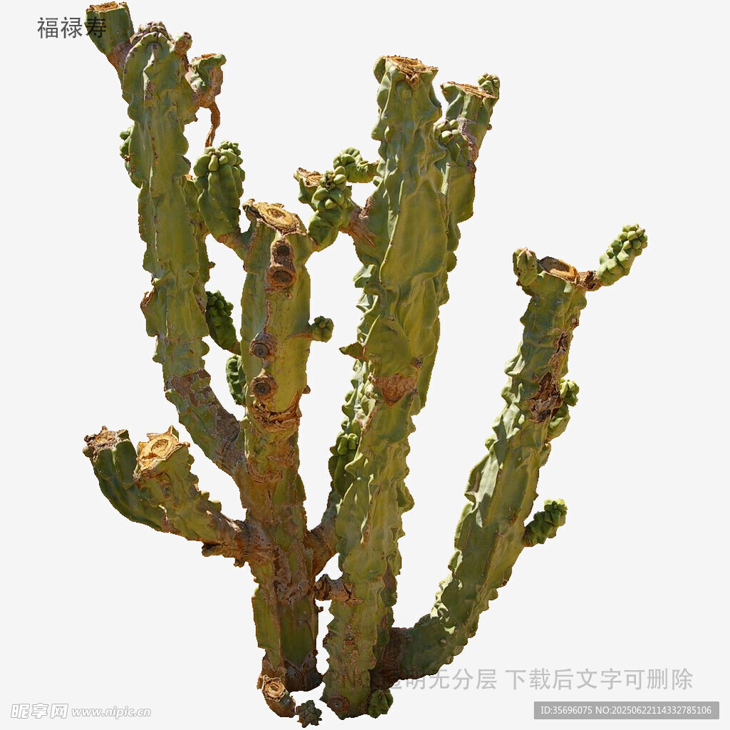 多刺仙人掌特寫