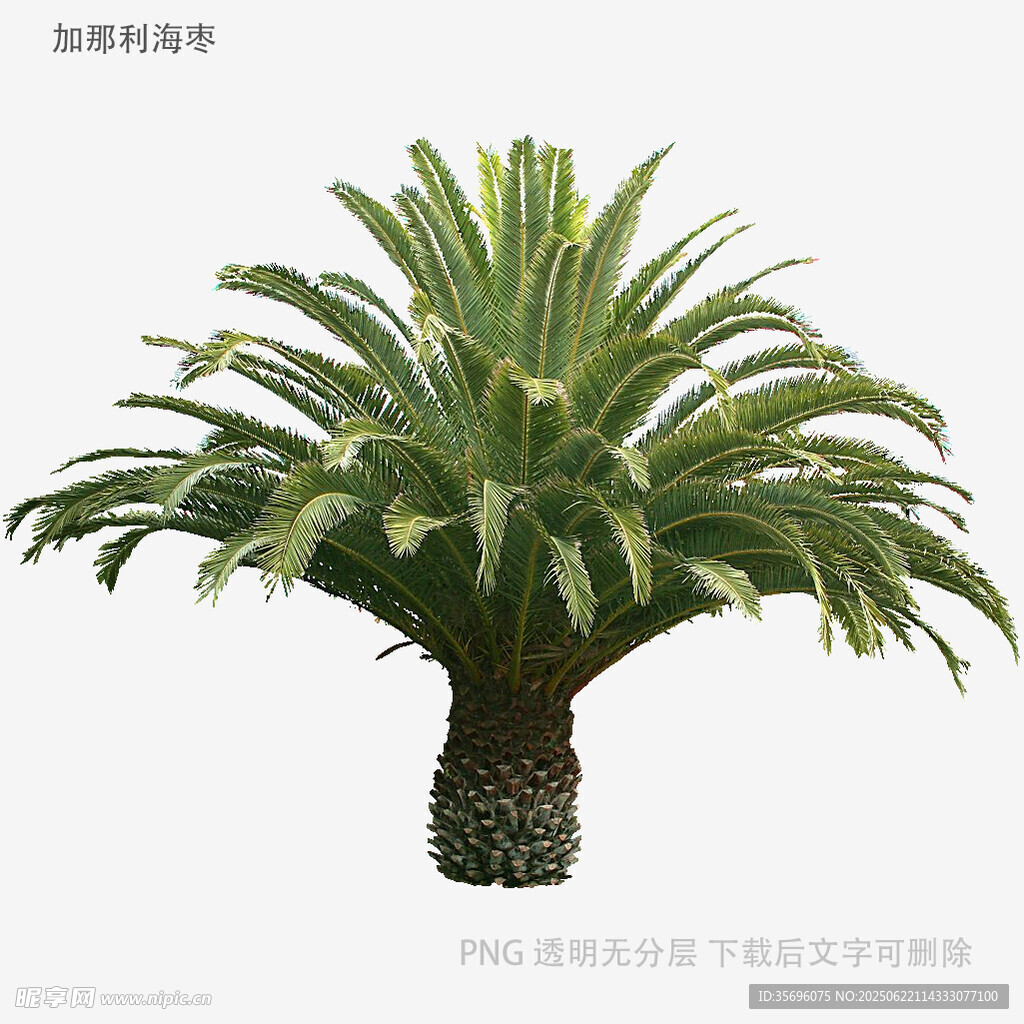 優雅蘇鐵植物盆栽