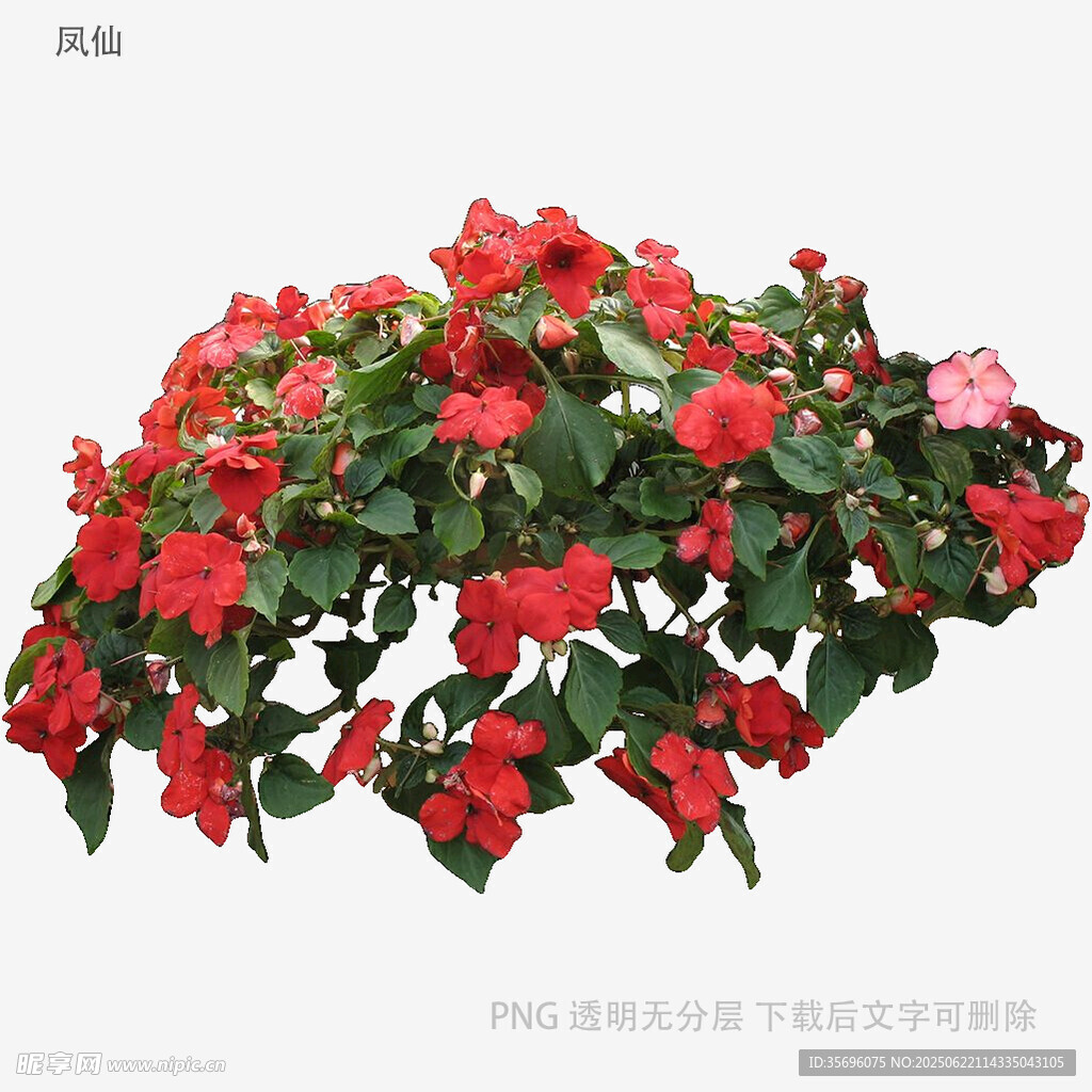 盛開的紅色花卉盆栽