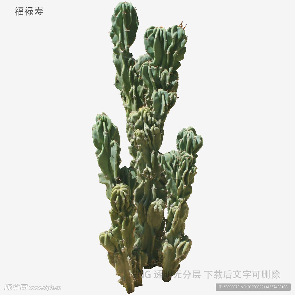 多刺仙人掌植物特寫