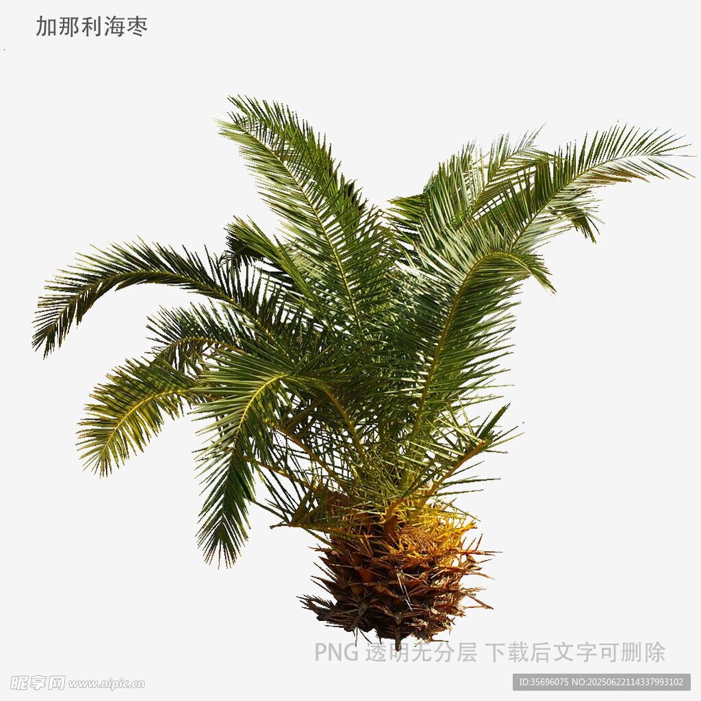 單株蘇鐵植物特寫