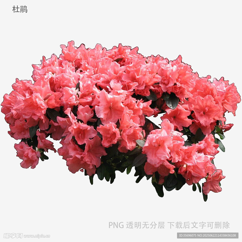盛開的粉紅色杜鵑花
