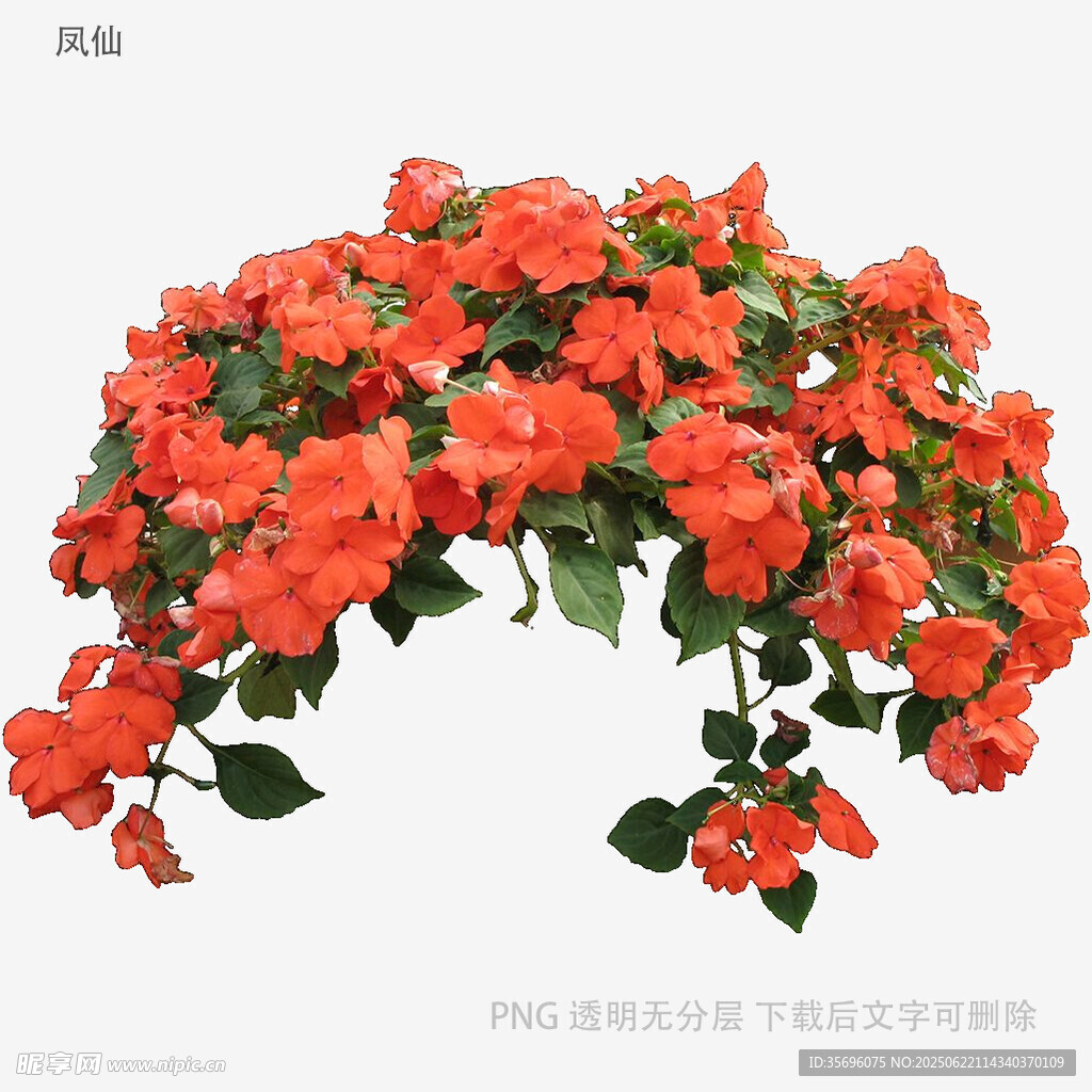 盛開的紅色三角梅