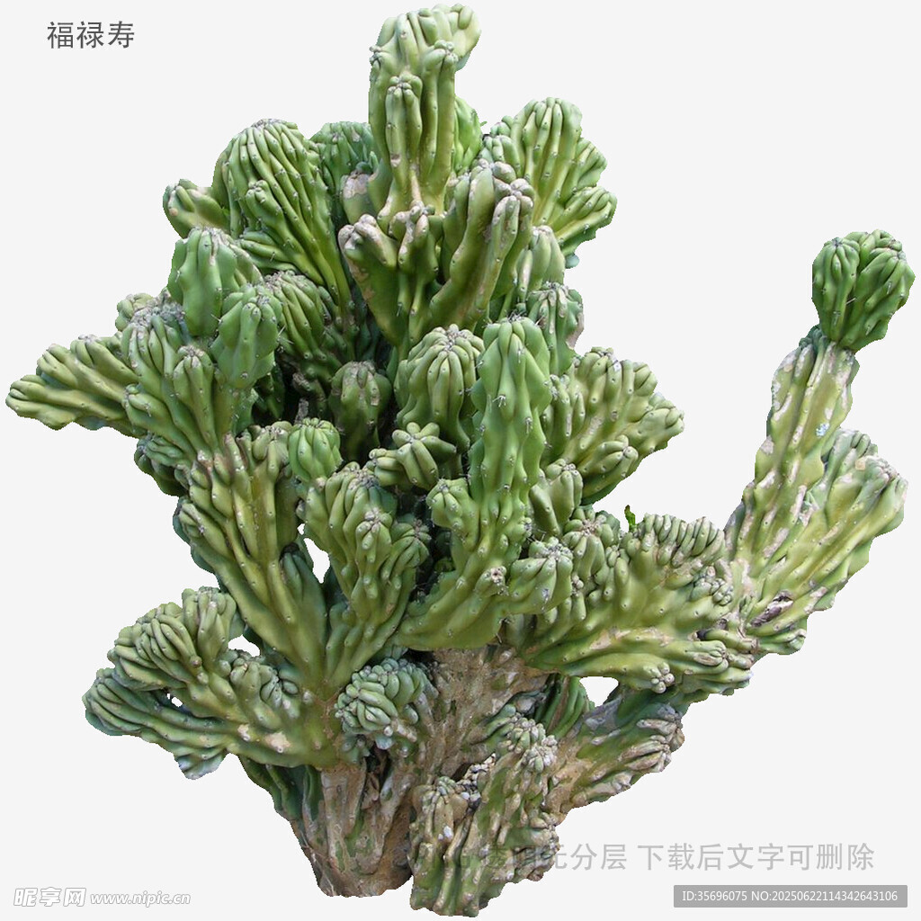 獨(dú)特造型的綠色仙人掌