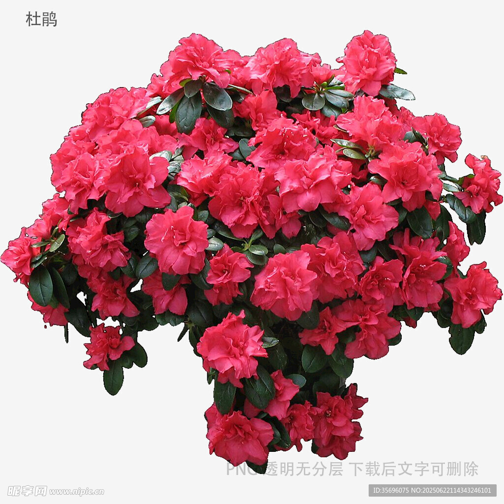 盛開的玫紅色杜鵑花