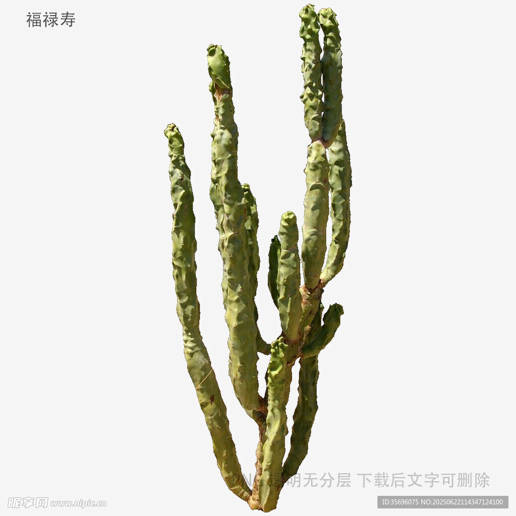 柱狀仙人掌特寫
