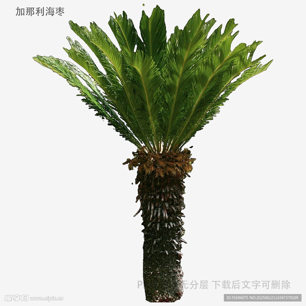 鐵樹植物特寫