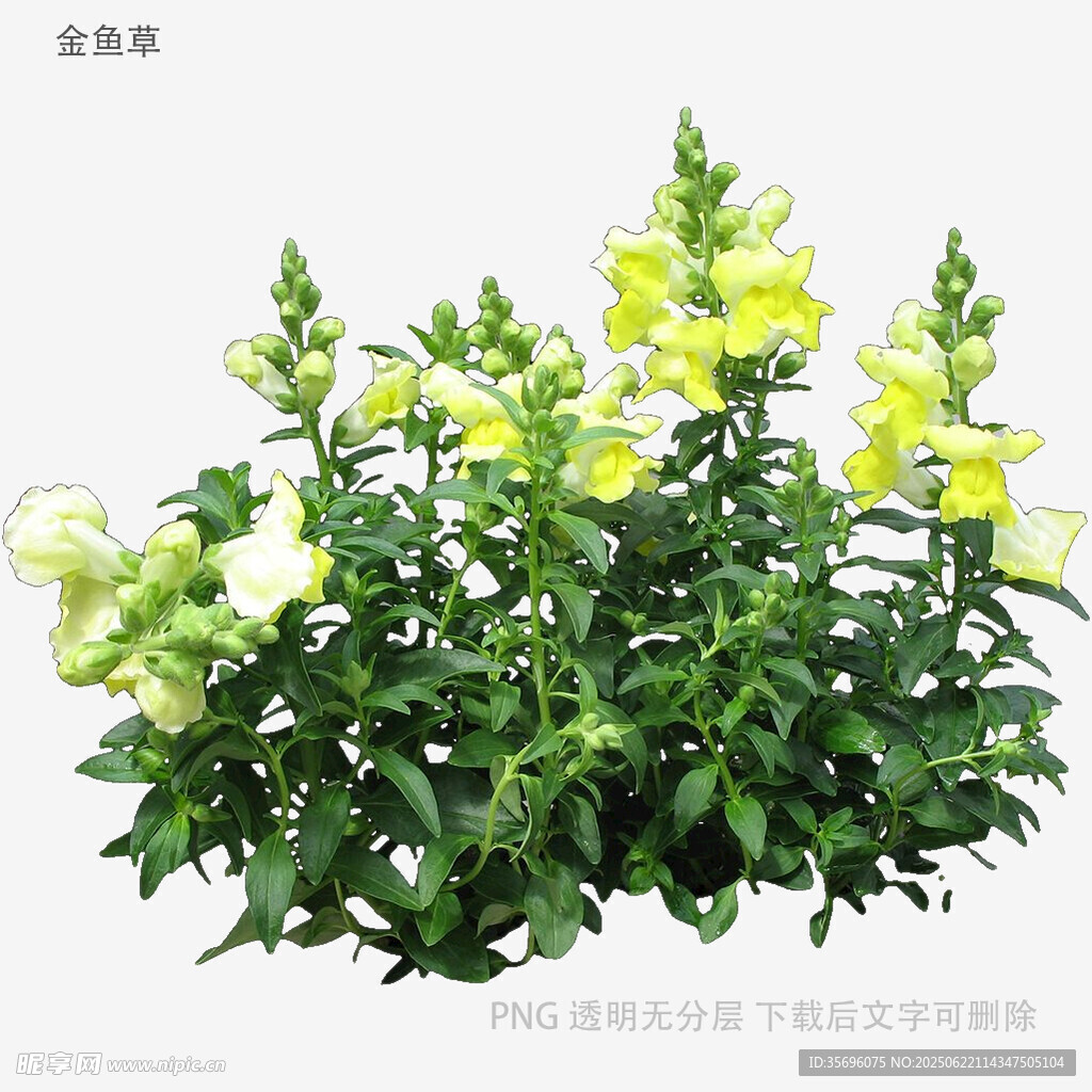 黃色金魚草盆栽花卉