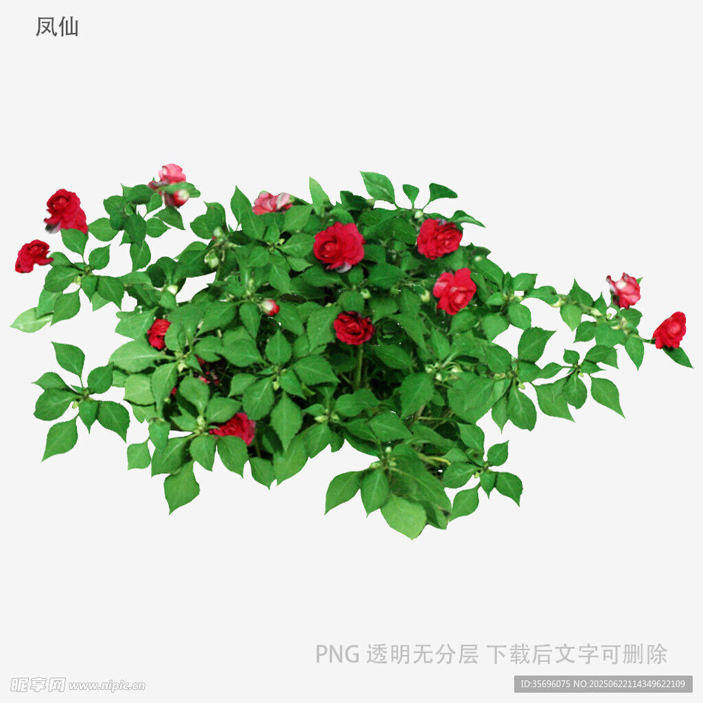 紅色薔薇花叢