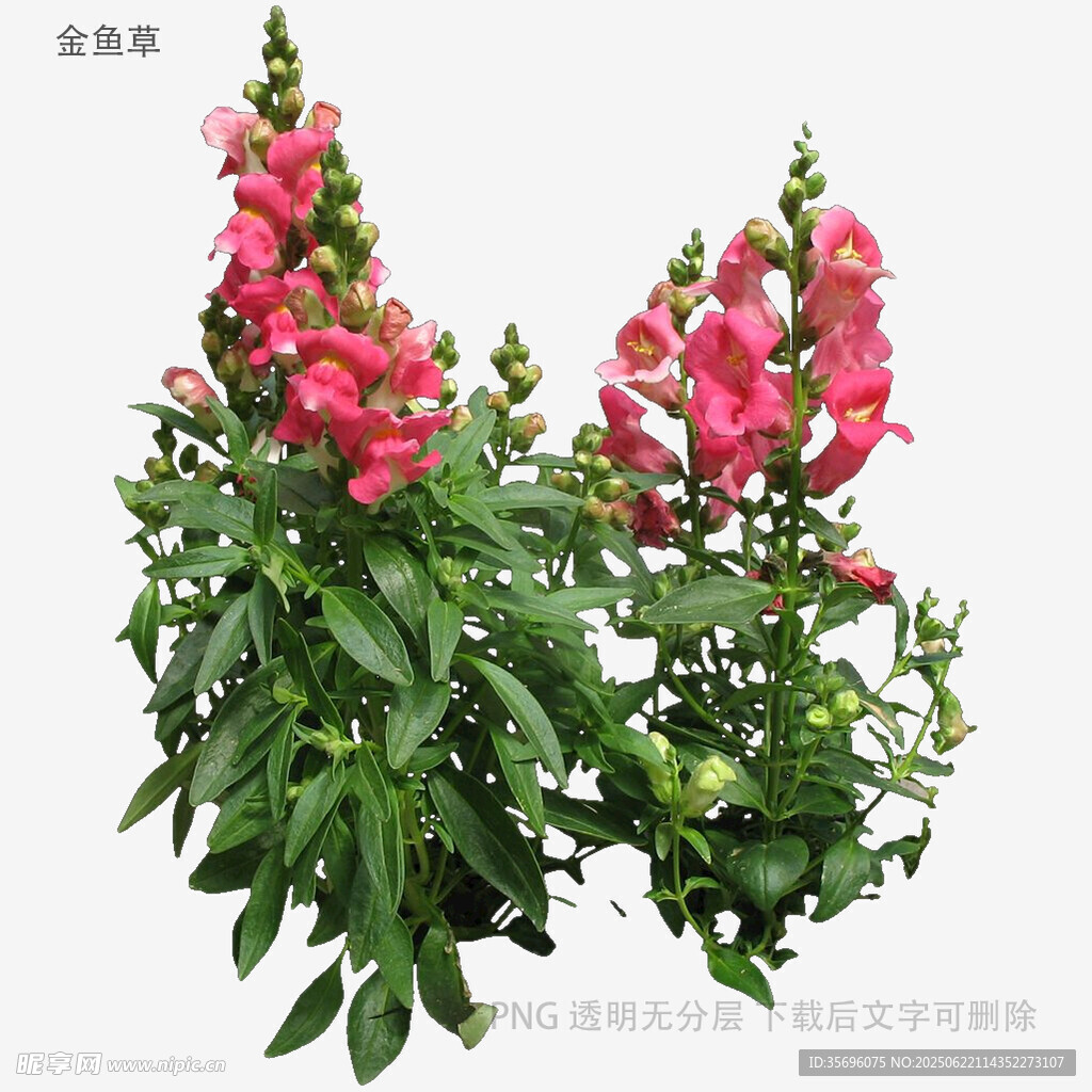 鮮艷金魚草綻放