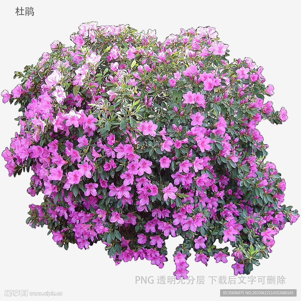盛開的紫色繁茂花卉
