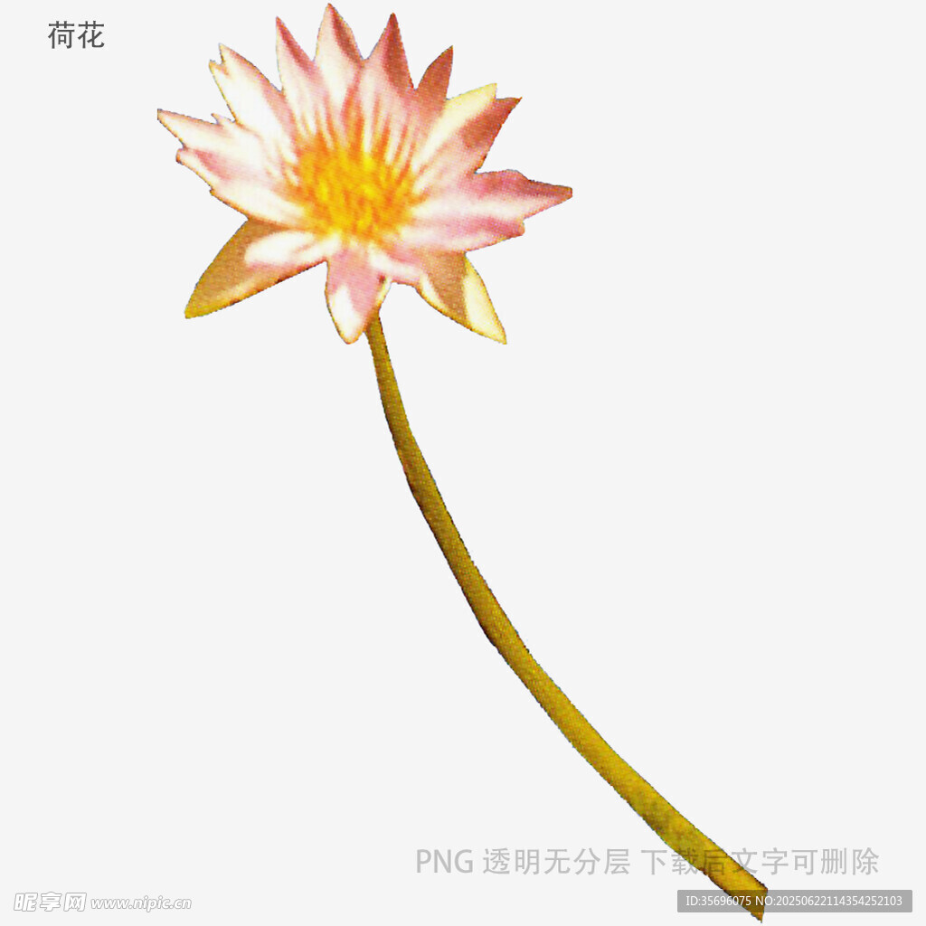 粉色荷花插畫