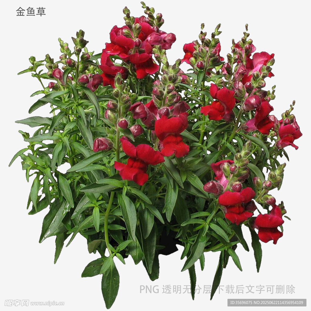 鮮艷紅翠雀花盆栽