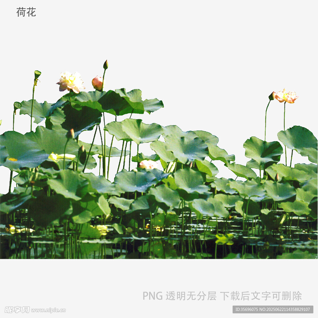 夏日荷塘綠意濃