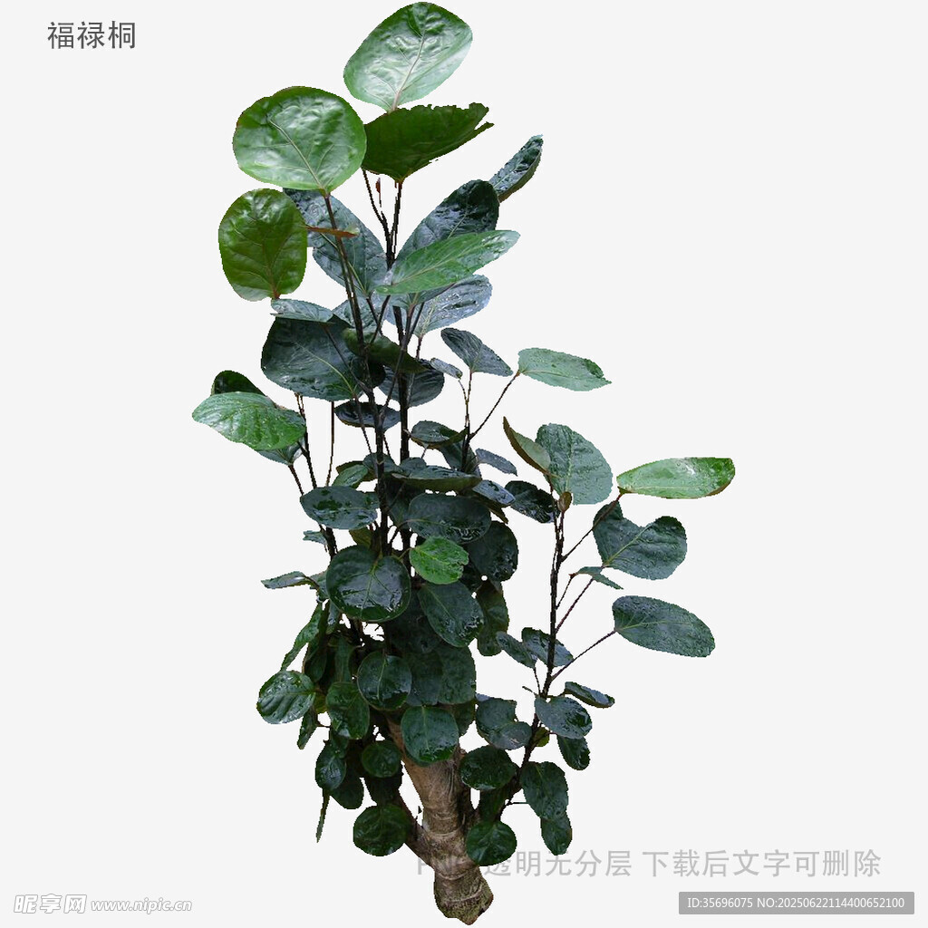 植物