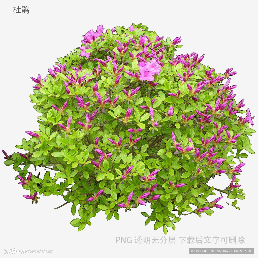 盛開的紫花綠植