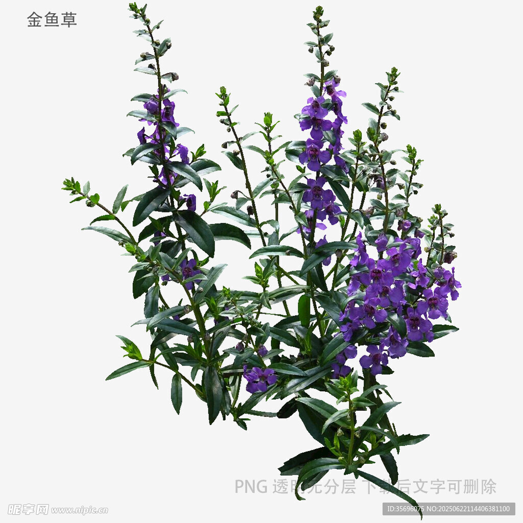 紫色穗花植物特寫
